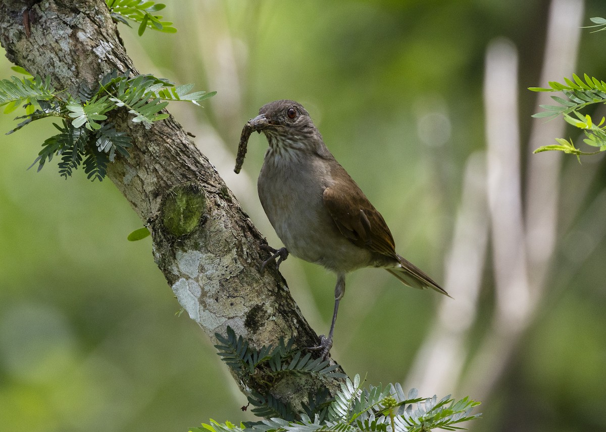 Pale-breasted Thrush - ML646055662