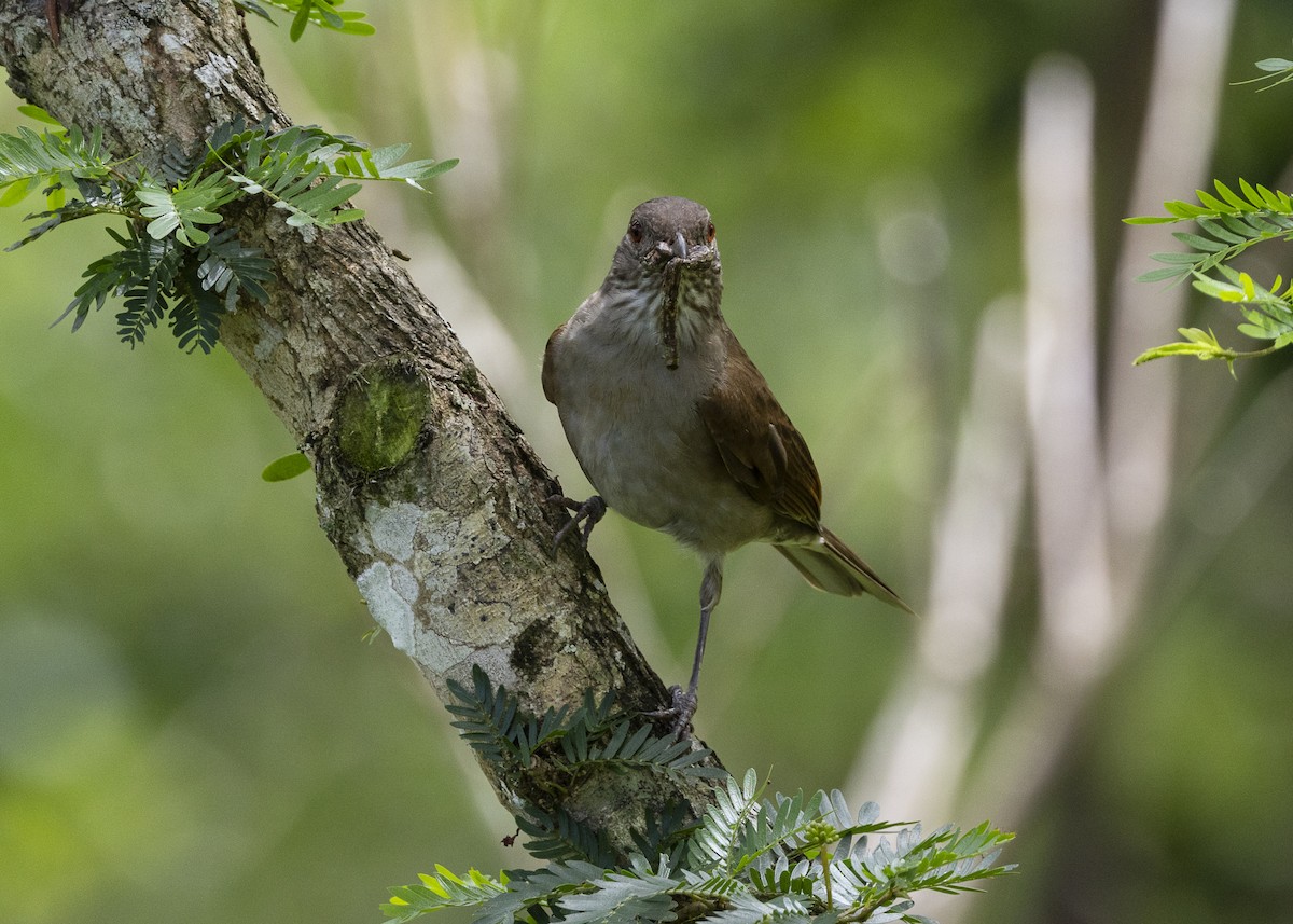 Pale-breasted Thrush - ML646055663