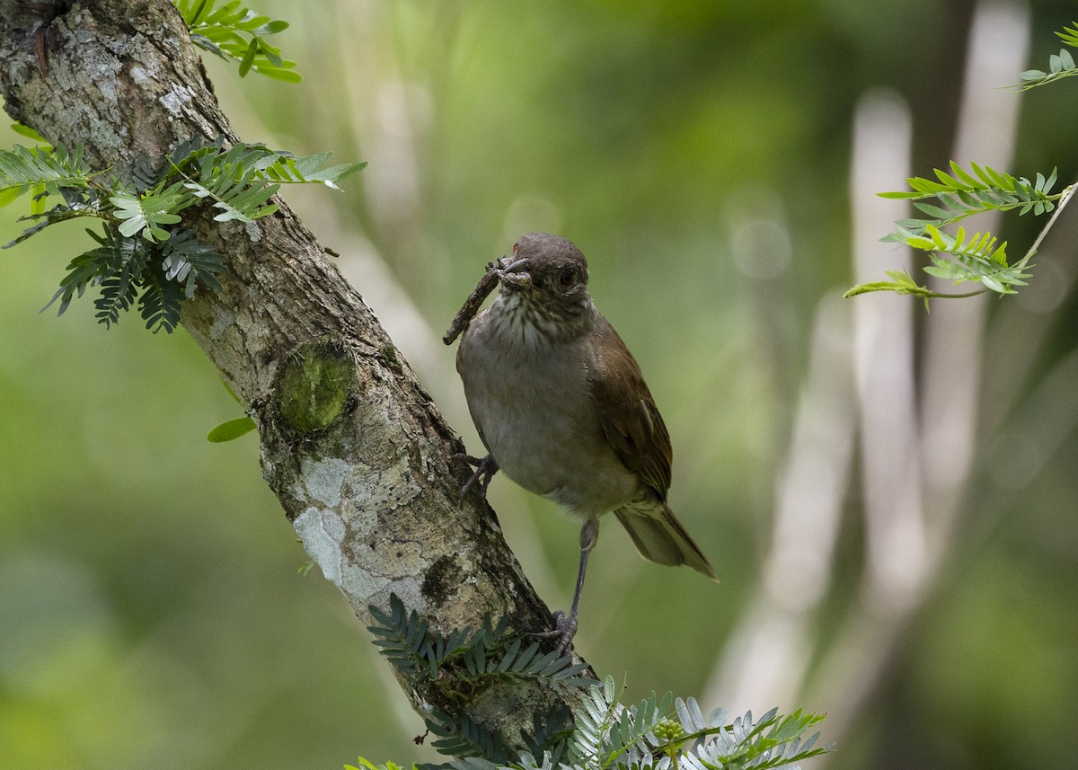 Pale-breasted Thrush - ML646055664