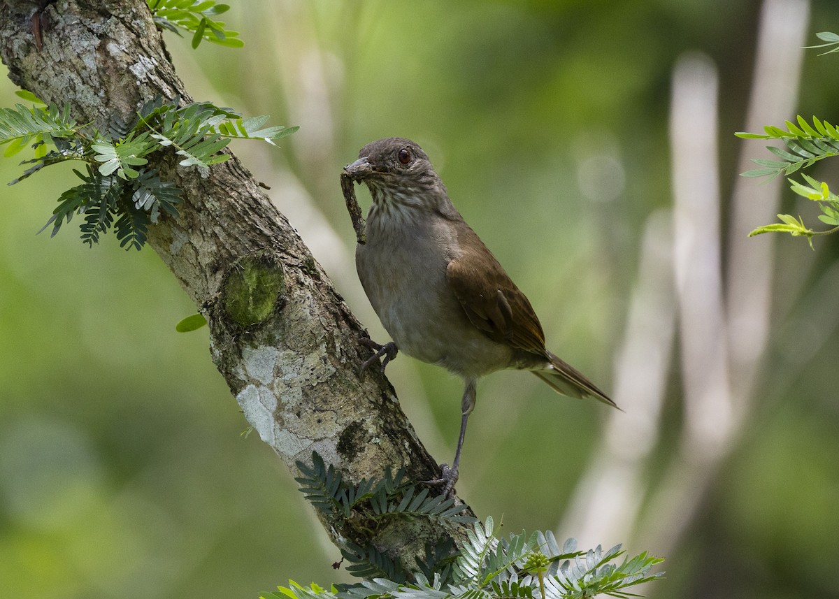 Pale-breasted Thrush - ML646055665