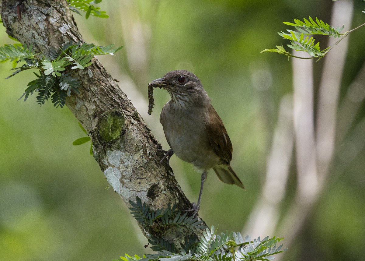 Pale-breasted Thrush - ML646055666