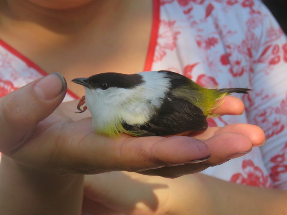 White-collared Manakin - ML646055674