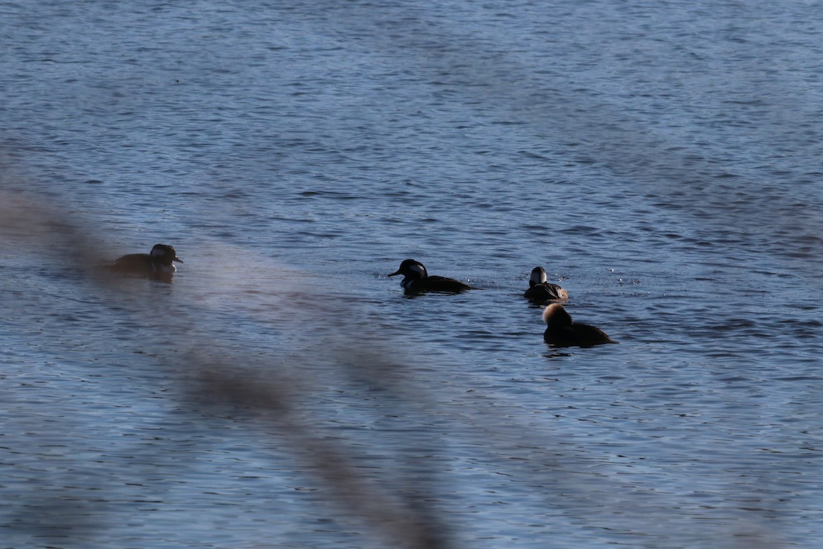 Hooded Merganser - ML646055687