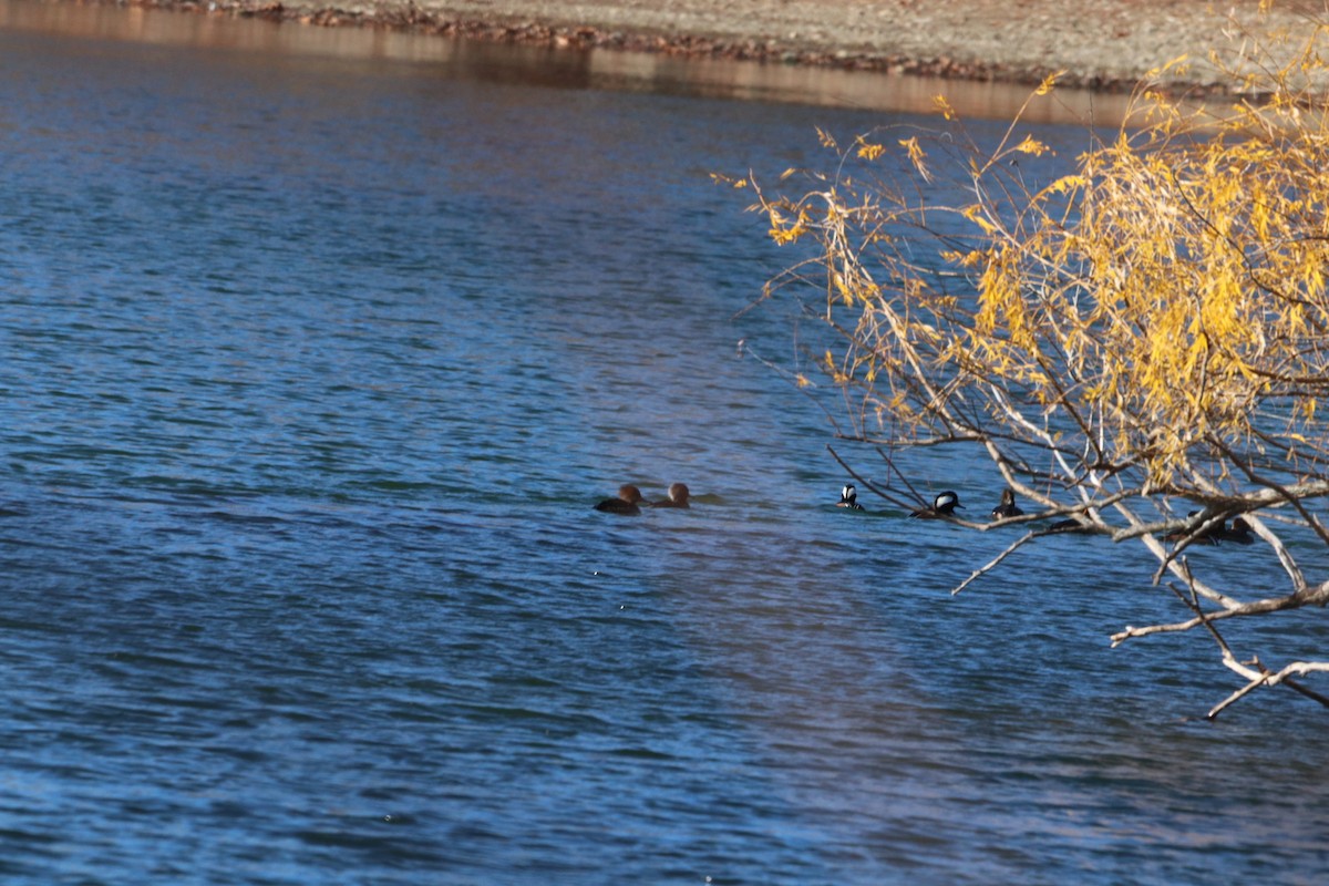 Hooded Merganser - ML646055688