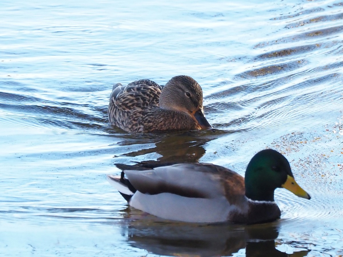 Mallard - ML646055695