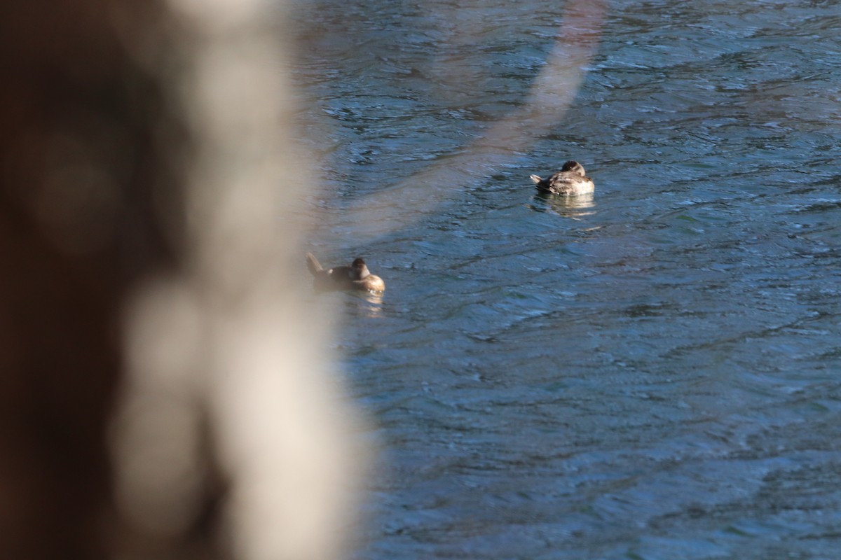 Ruddy Duck - ML646055696