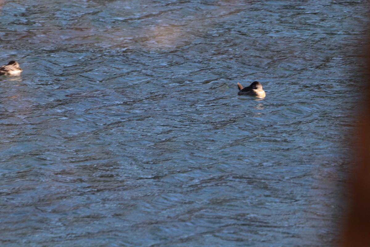 Ruddy Duck - ML646055697