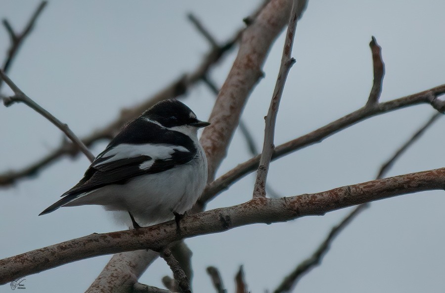 Alaca Sinekkapan - ML646055698