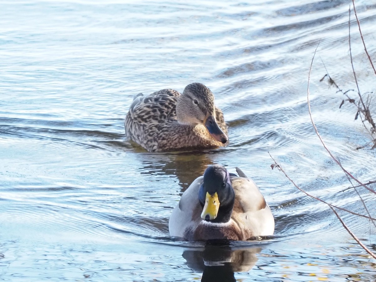 Mallard - ML646055700