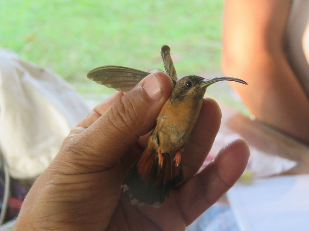 Bronzy Hermit - ML646055704