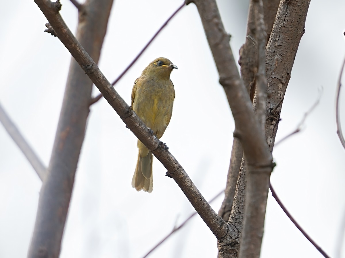 Brown Honeyeater - ML646055715