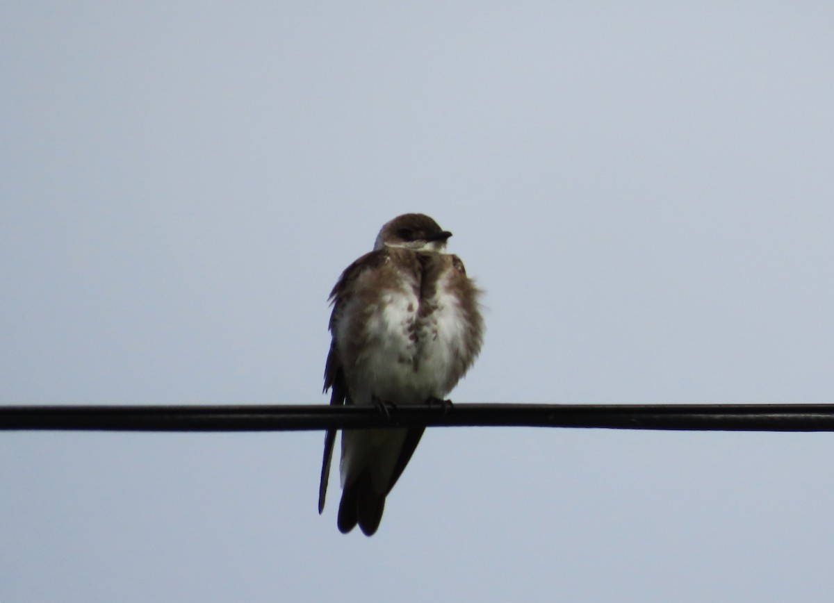 Brown-chested Martin - ML646055716