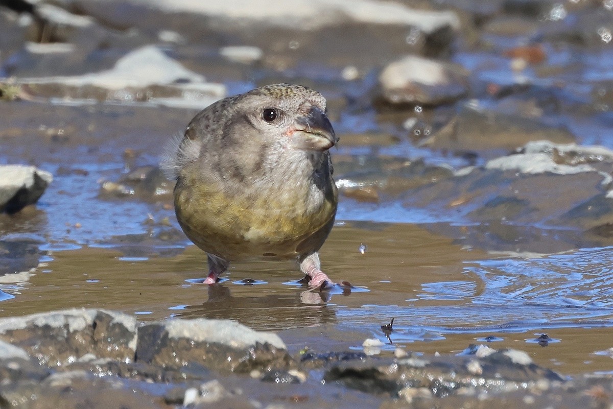 Red Crossbill - ML646055717