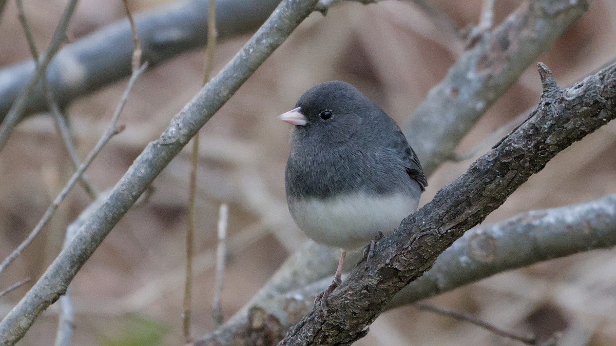 Dark-eyed Junco - ML646055718