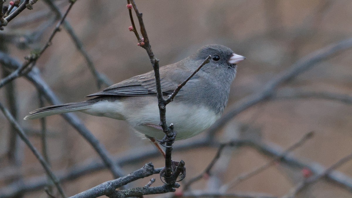 Dark-eyed Junco - ML646055719