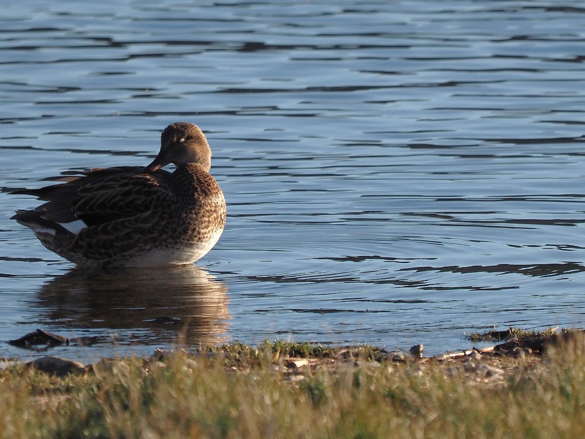 Gadwall - ML646055720
