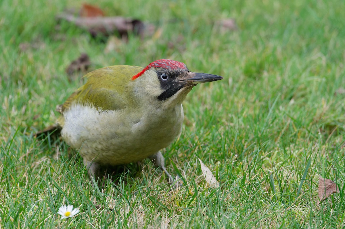 Eurasian Green Woodpecker - ML646055721