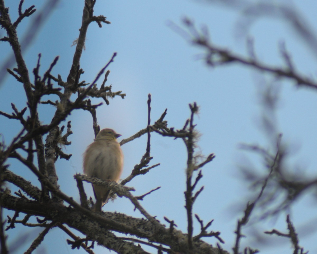 American Goldfinch - ML646055722