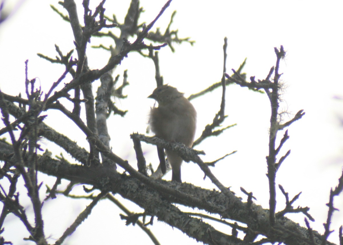 American Goldfinch - ML646055723