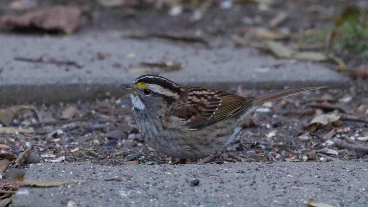 White-throated Sparrow - ML646055726