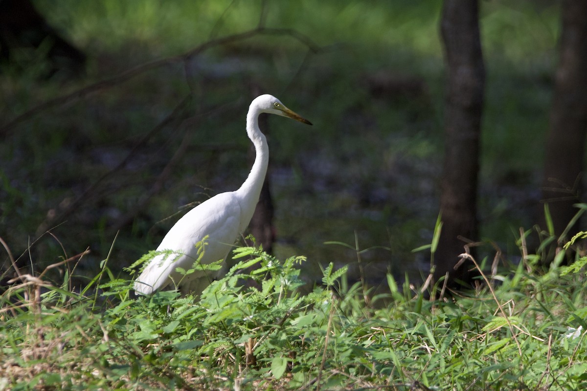Medium Egret - ML646055727