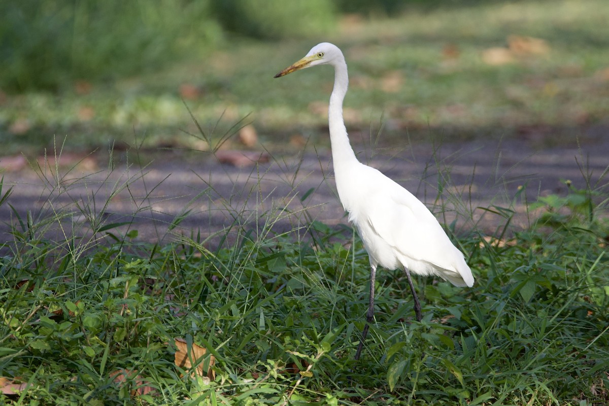Medium Egret - ML646055728