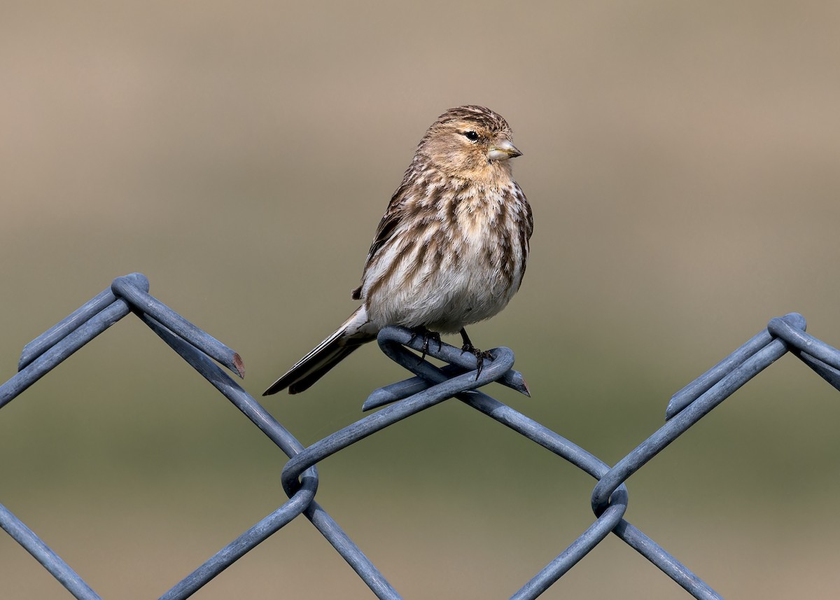 Twite - ML646055730