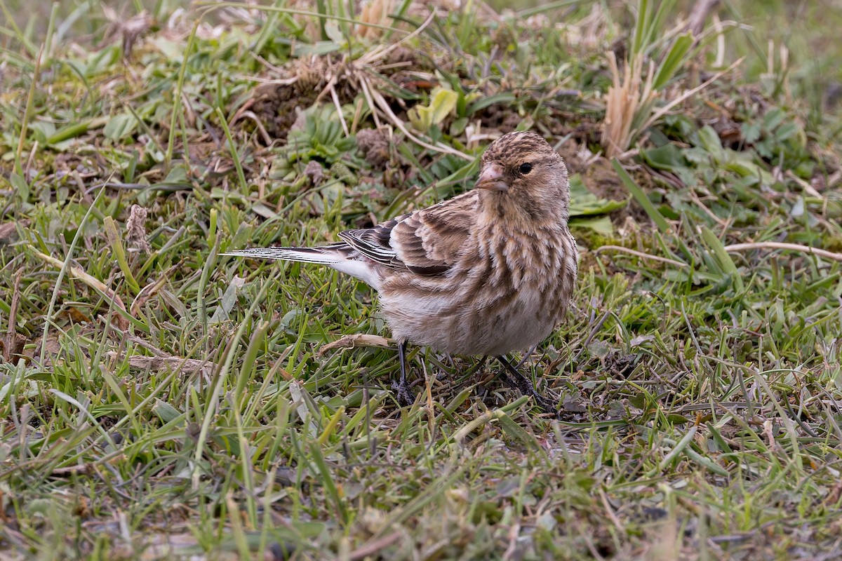 Twite - ML646055731