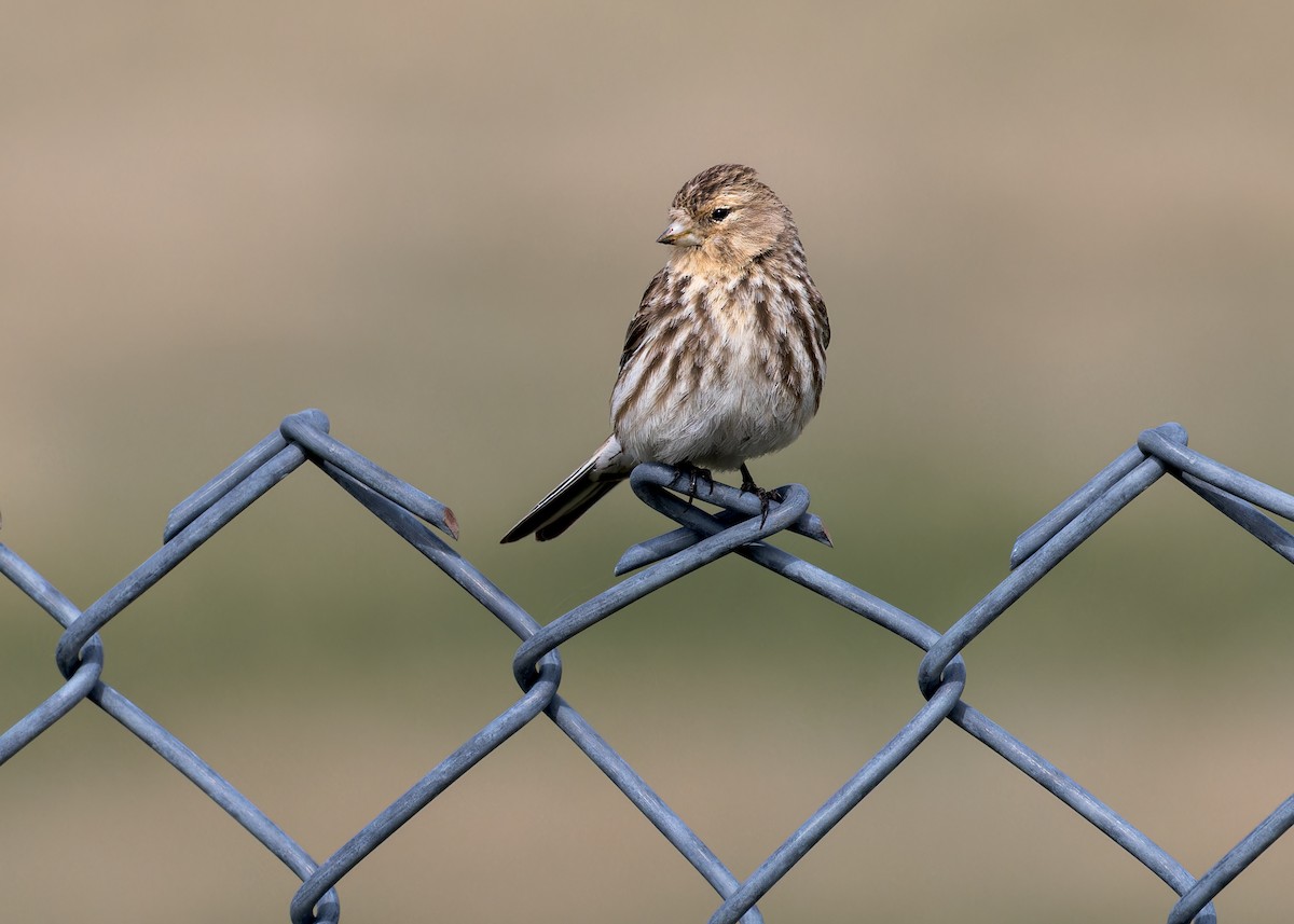 Twite - ML646055732