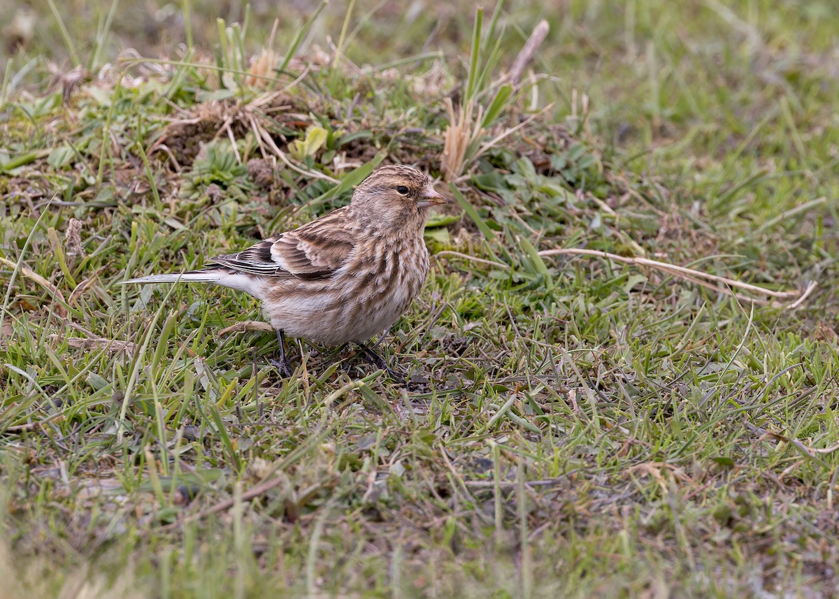 Twite - ML646055733