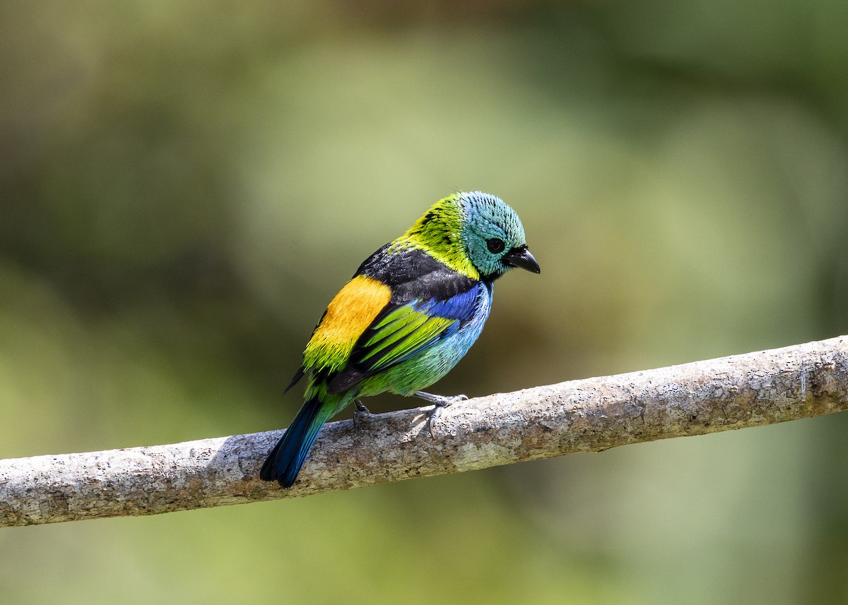 Green-headed Tanager - ML646055734