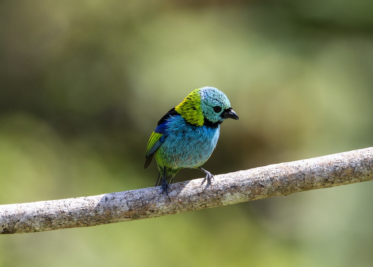 Green-headed Tanager - ML646055735