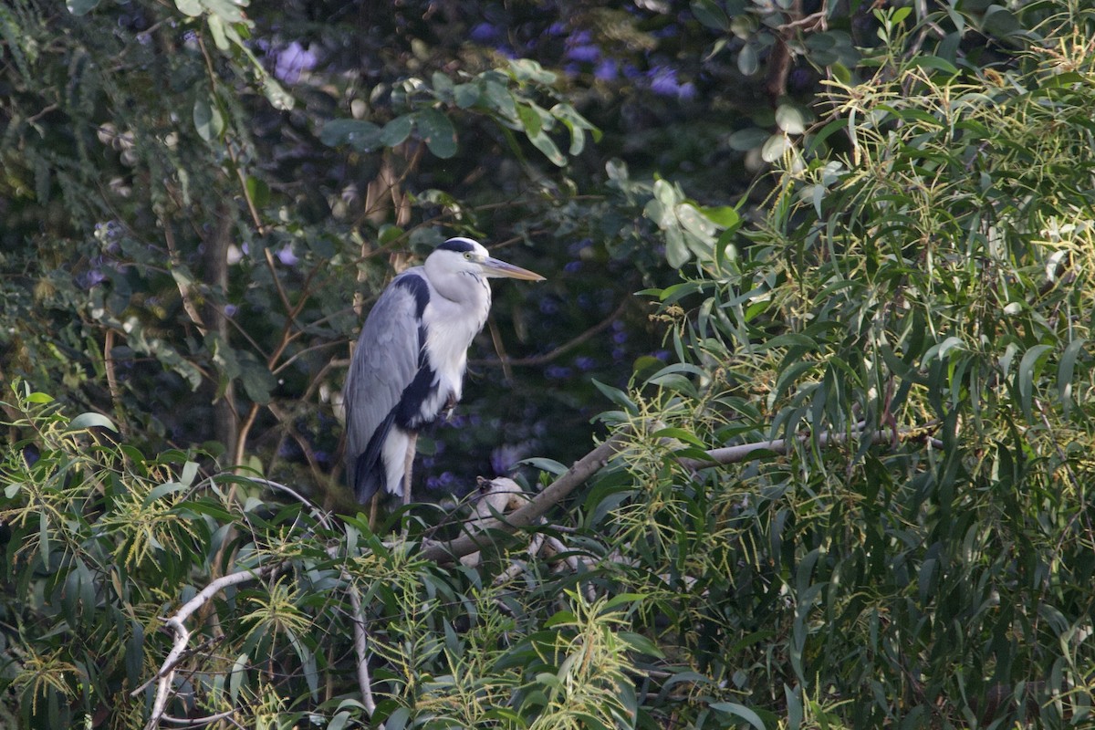 Gray Heron (Gray) - ML646055738