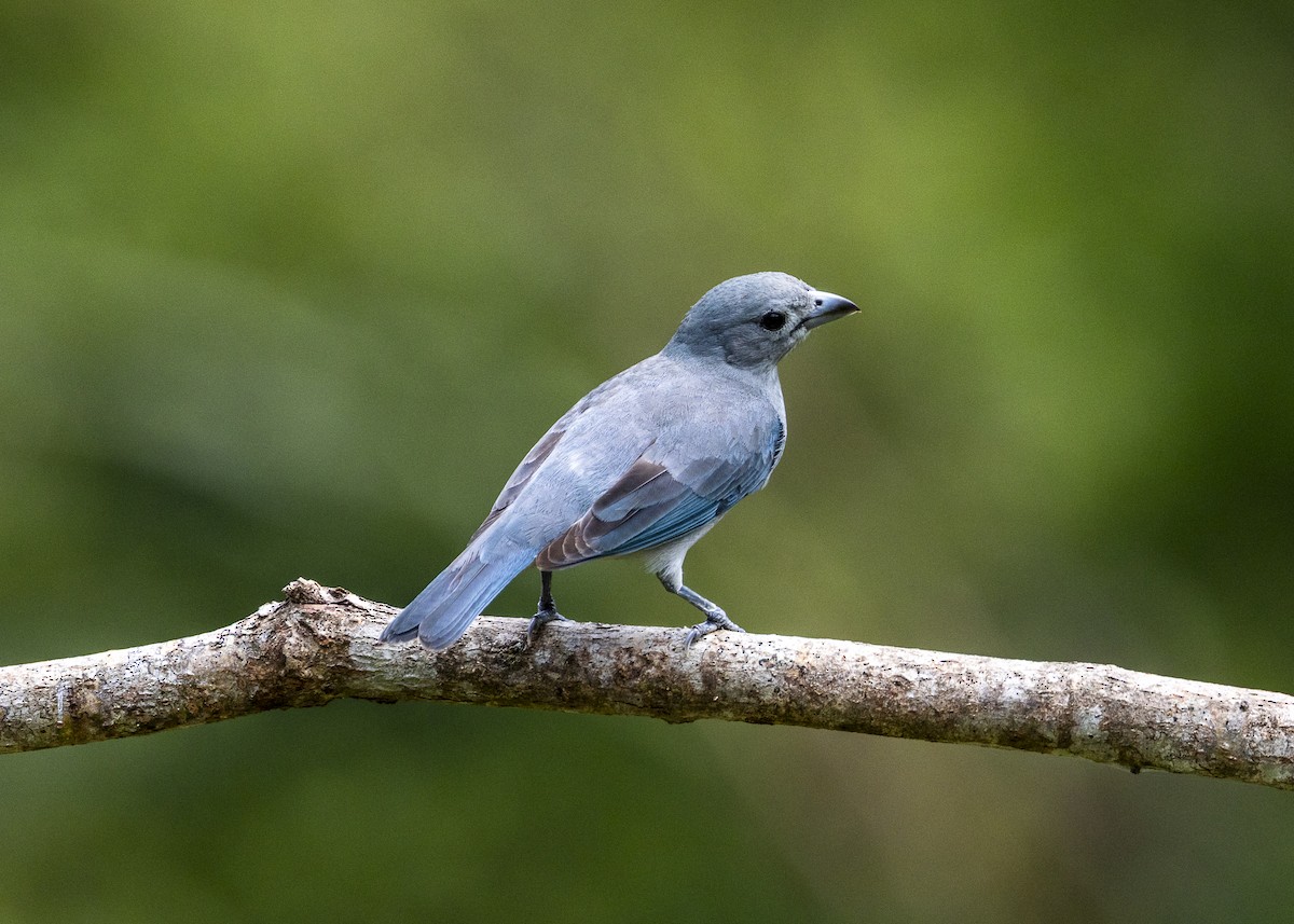 Sayaca Tanager - ML646055739