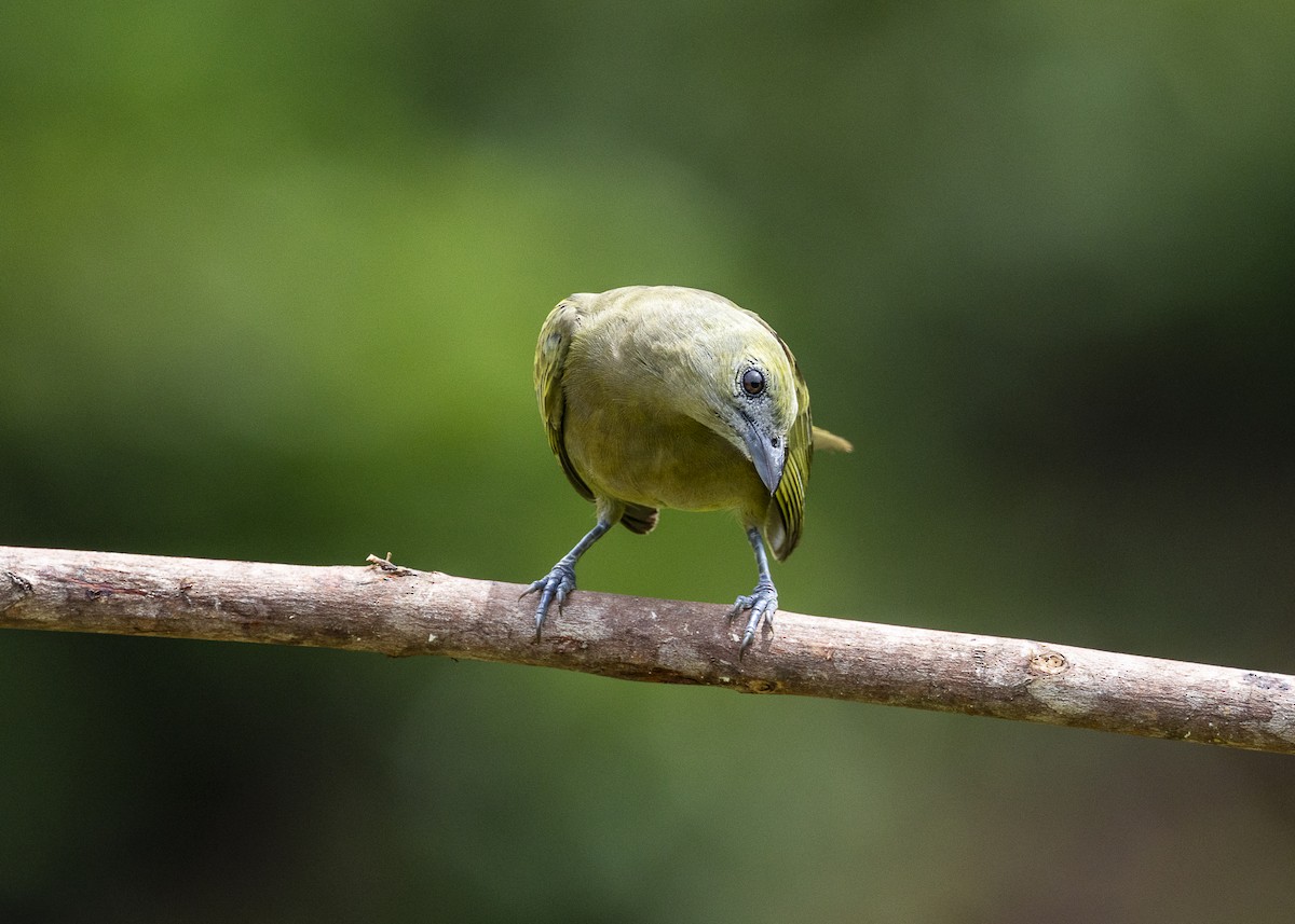 Palm Tanager - ML646055747