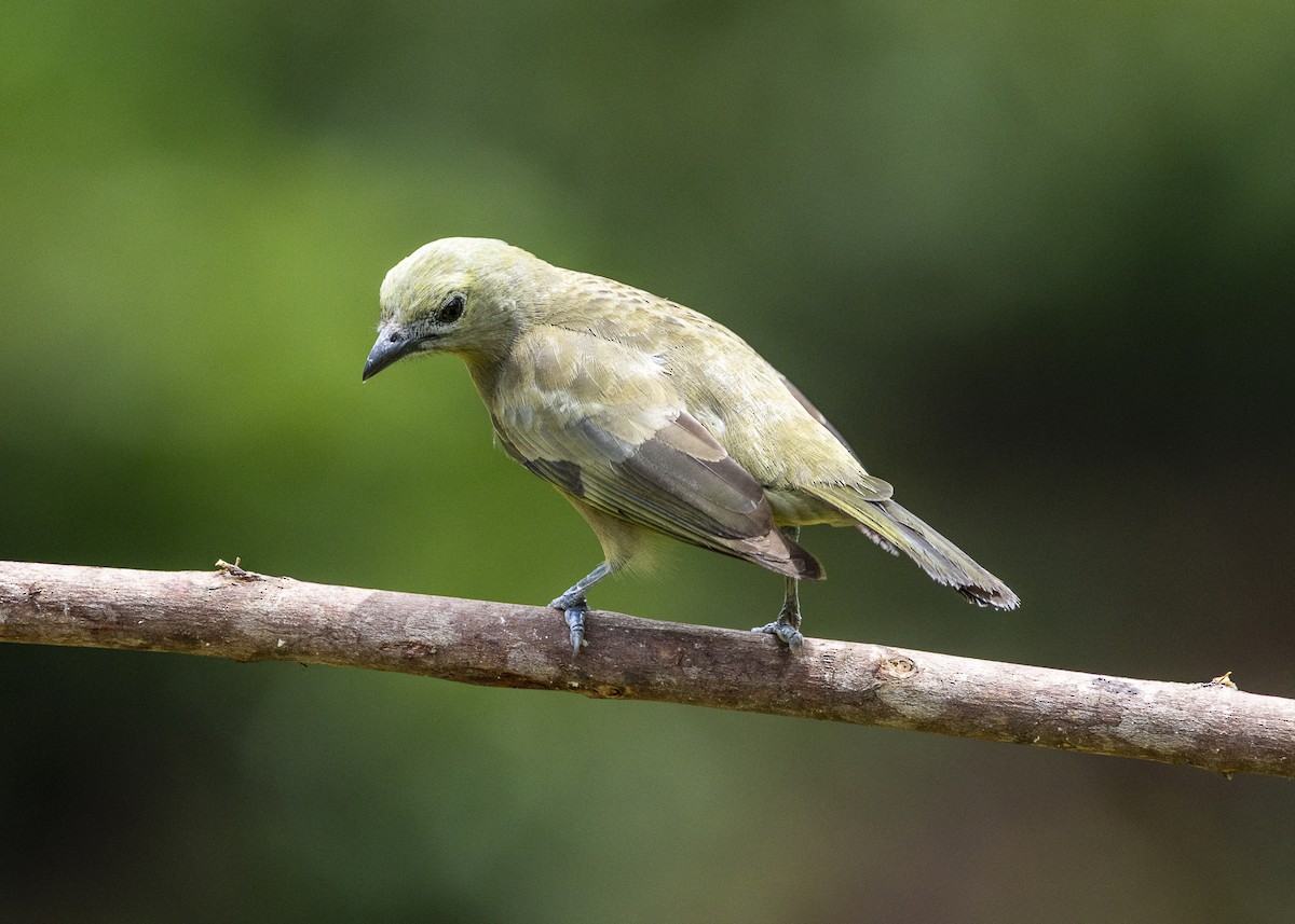 Palm Tanager - ML646055748