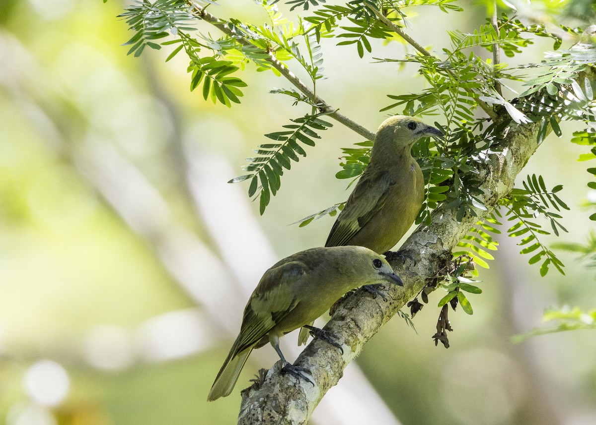 Palm Tanager - ML646055749