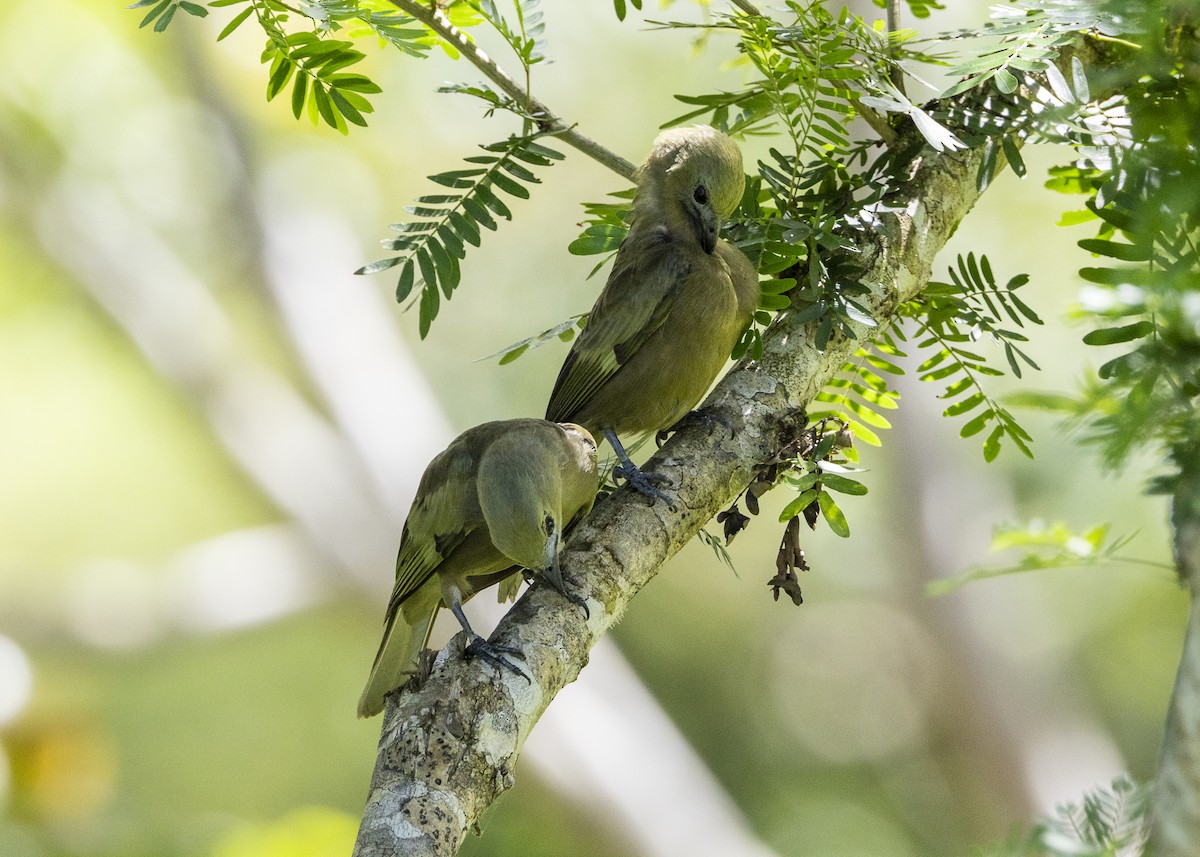 Palm Tanager - ML646055750