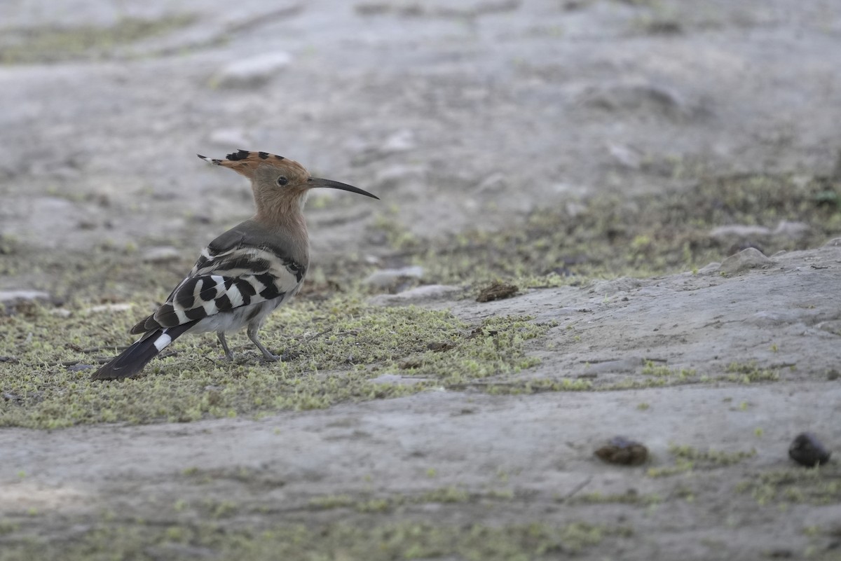 Common Hoopoe - ML646055751