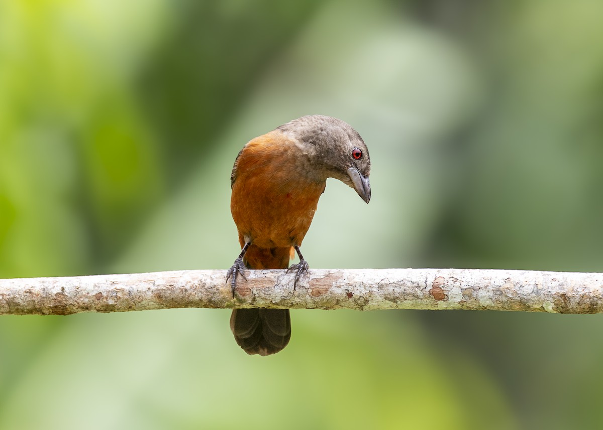 Brazilian Tanager - ML646055756