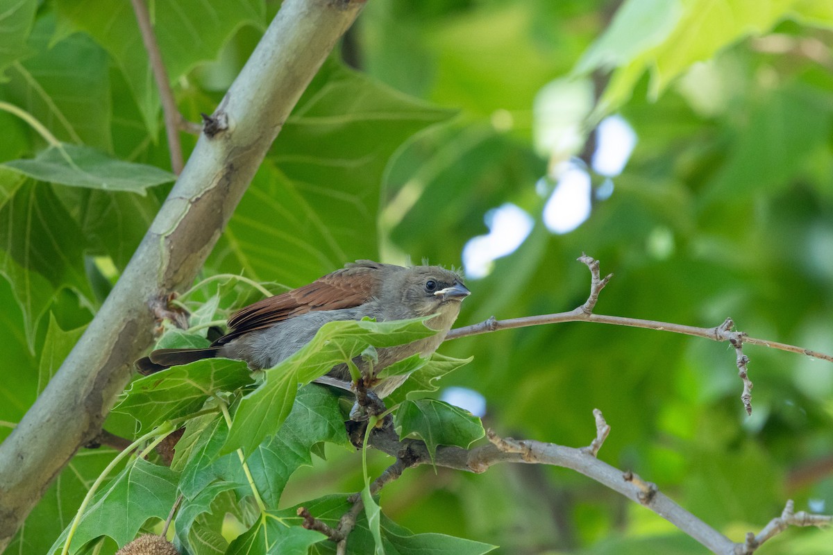 Screaming Cowbird - ML646055760