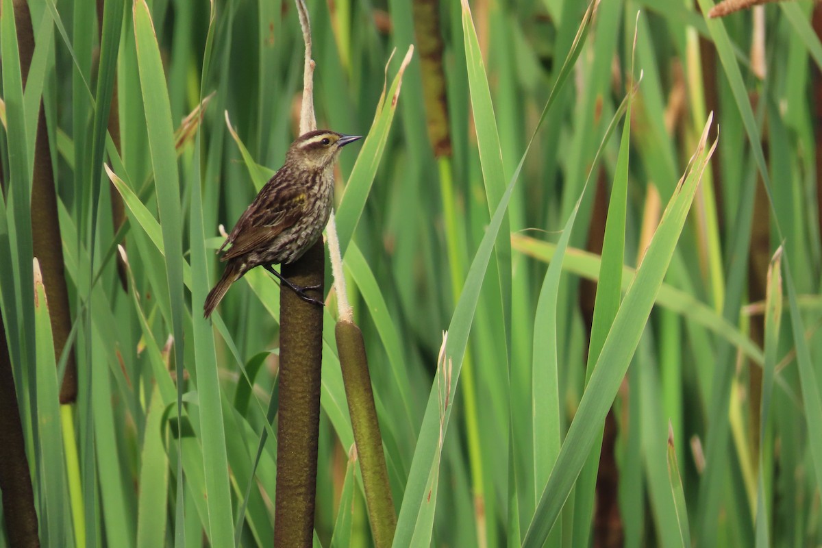 Yellow-winged Blackbird - ML646055763