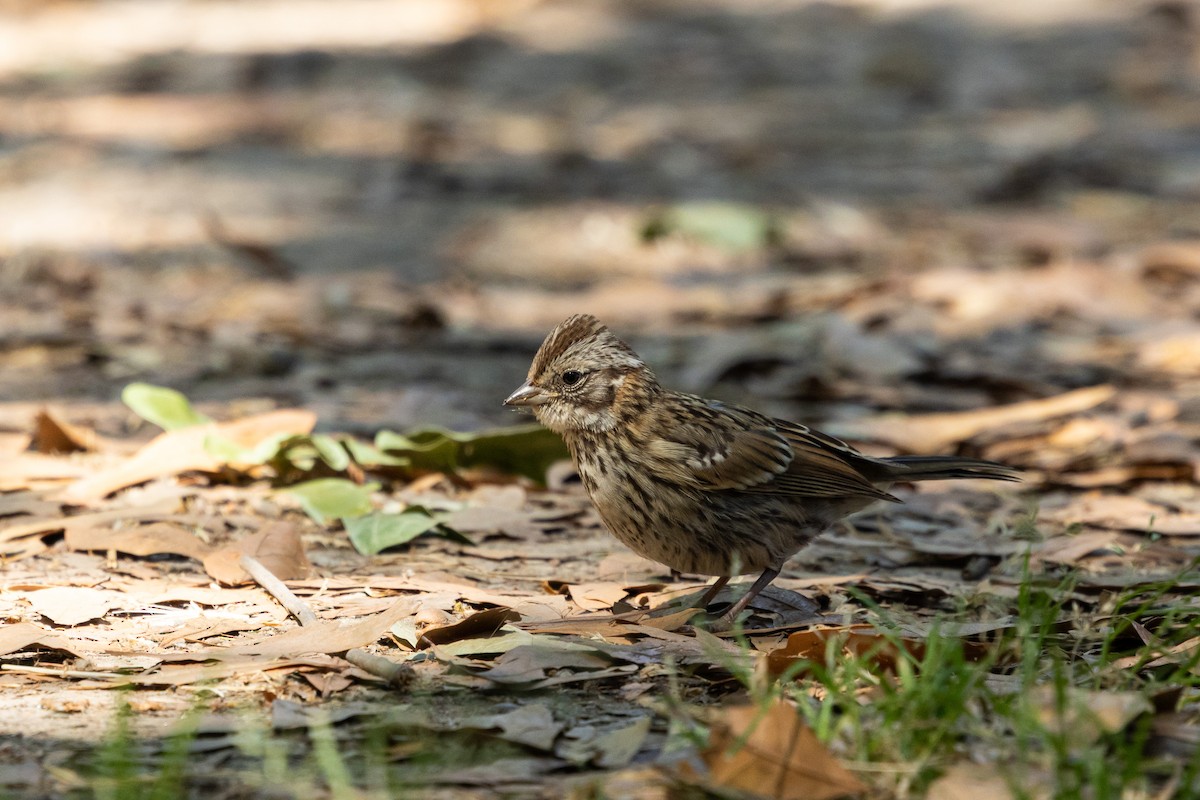 Rufous-collared Sparrow (Rufous-collared) - ML646055766