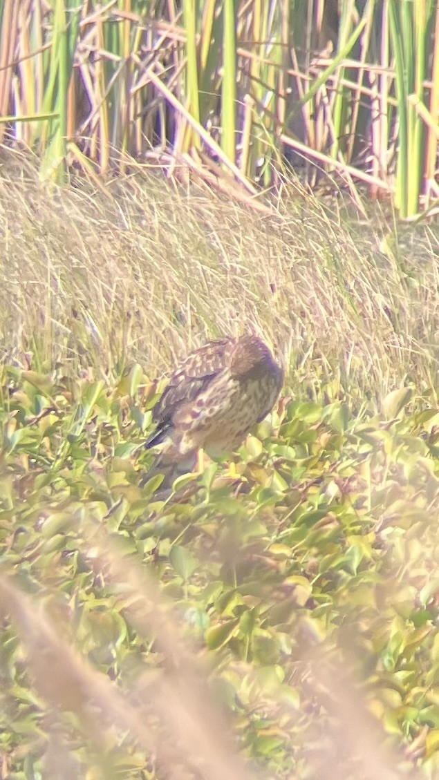 Northern Harrier - ML646055769