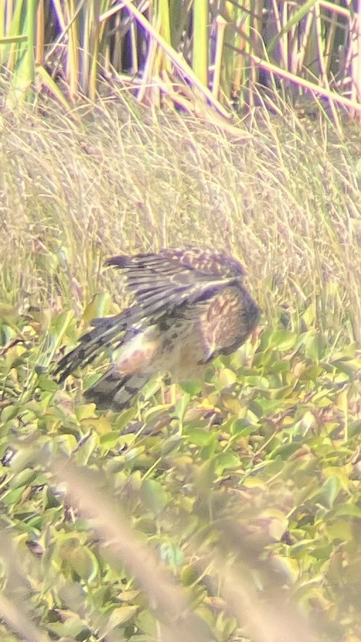 Northern Harrier - ML646055770