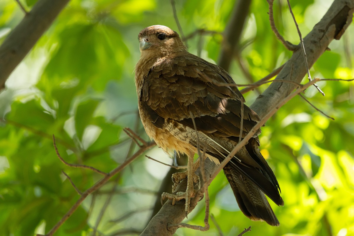 Chimango Caracara - ML646055778
