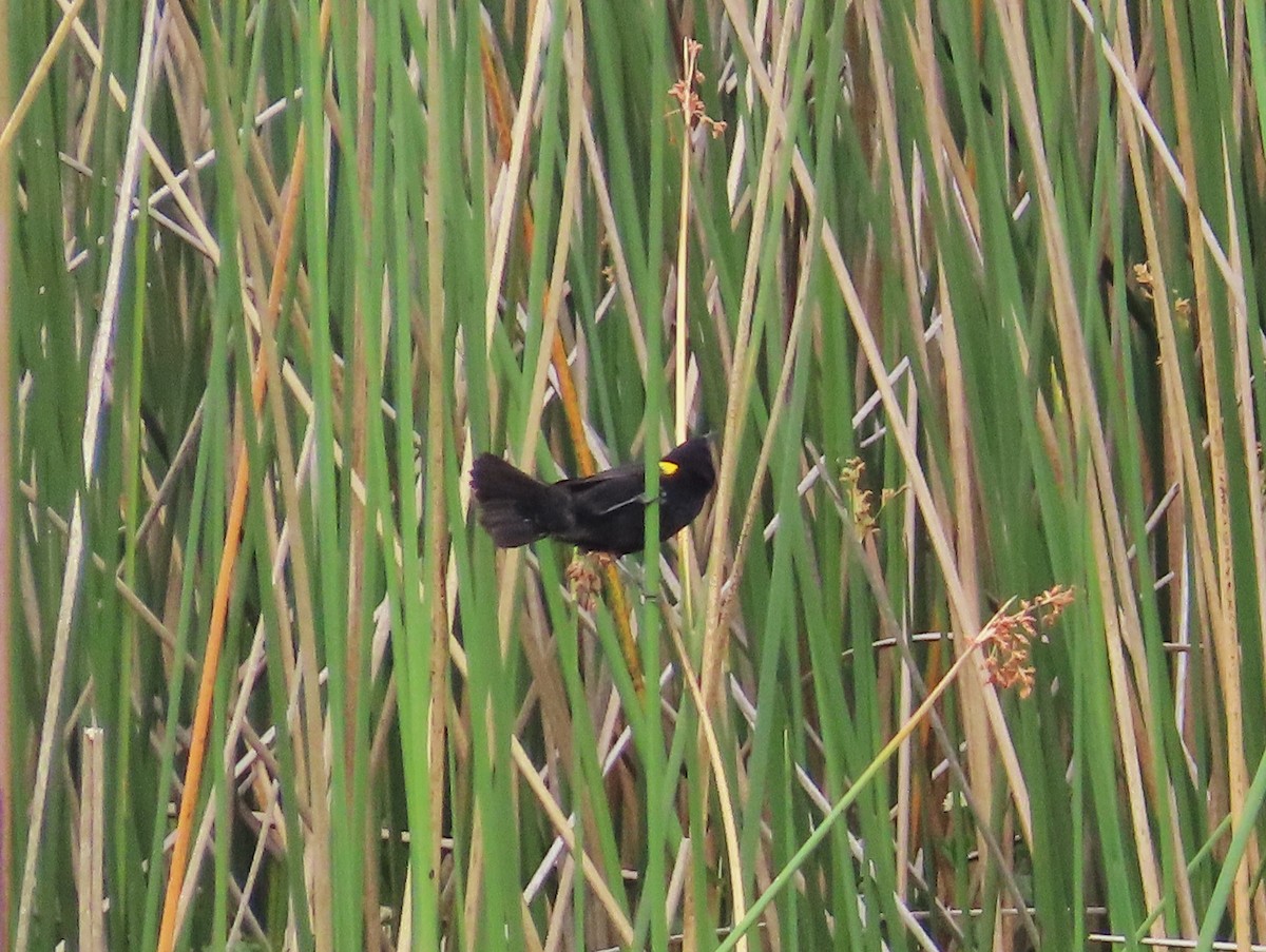 Yellow-winged Blackbird - ML646055781