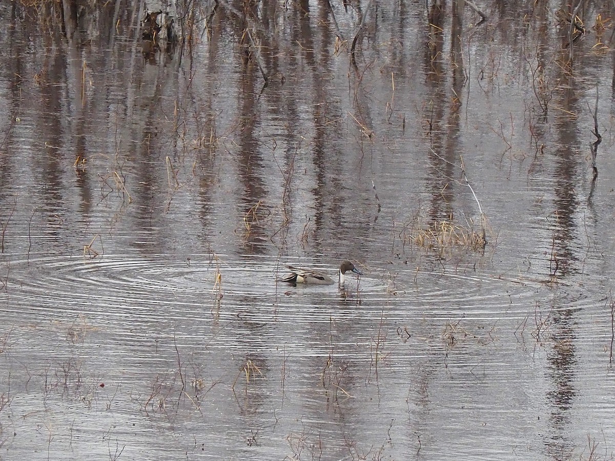 Northern Pintail - ML646055782