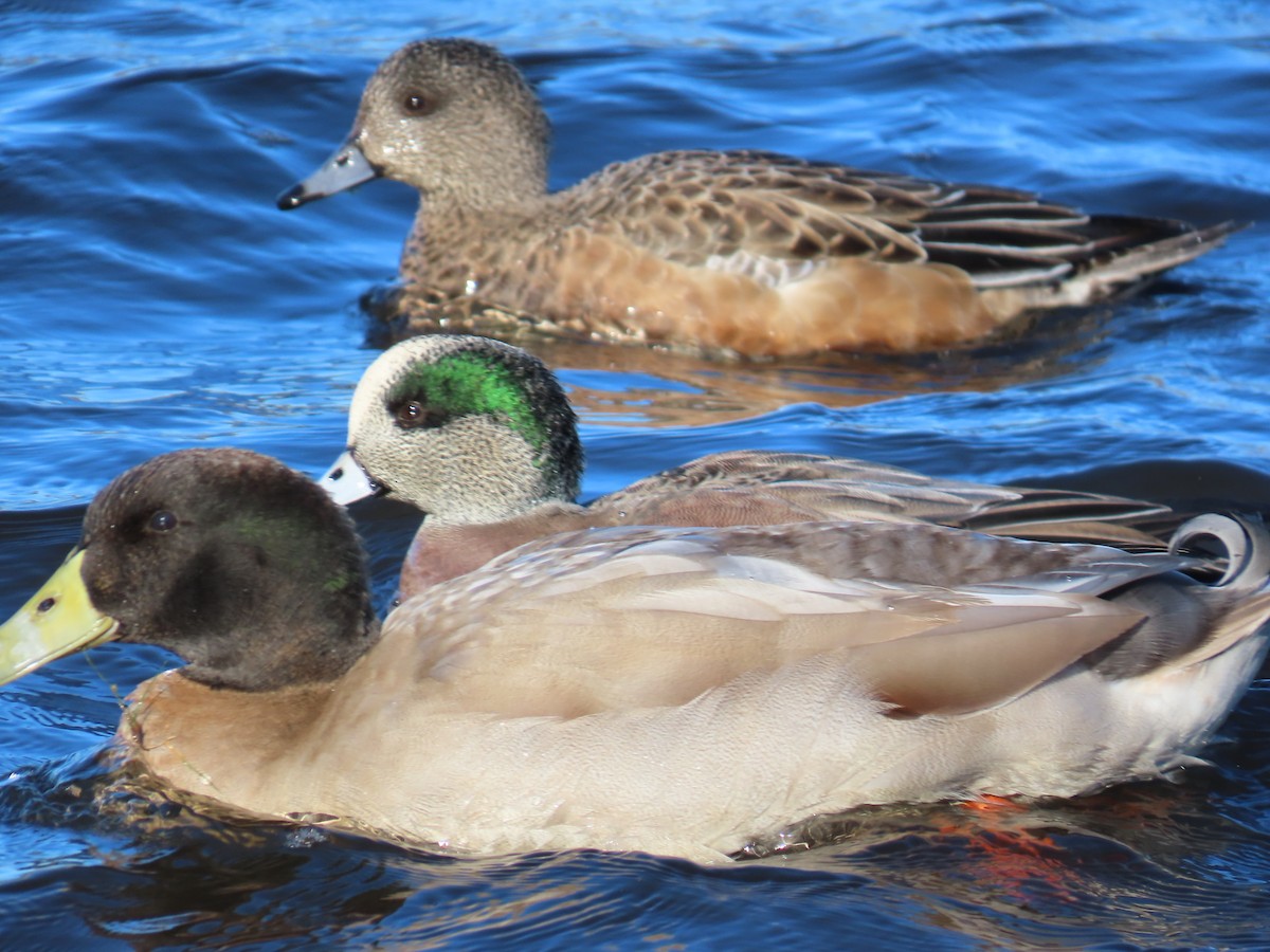 葡萄胸鴨 - ML646055791