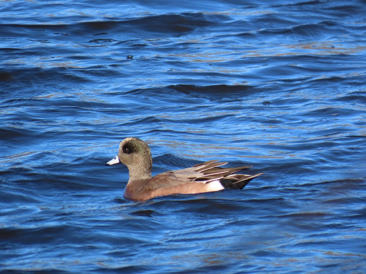 葡萄胸鴨 - ML646055792